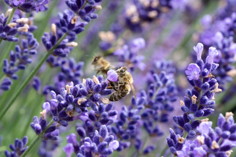 Lire la suite à propos de l’article Aromathérapie clinique en établissements de soins : olfaction et toucher-détente